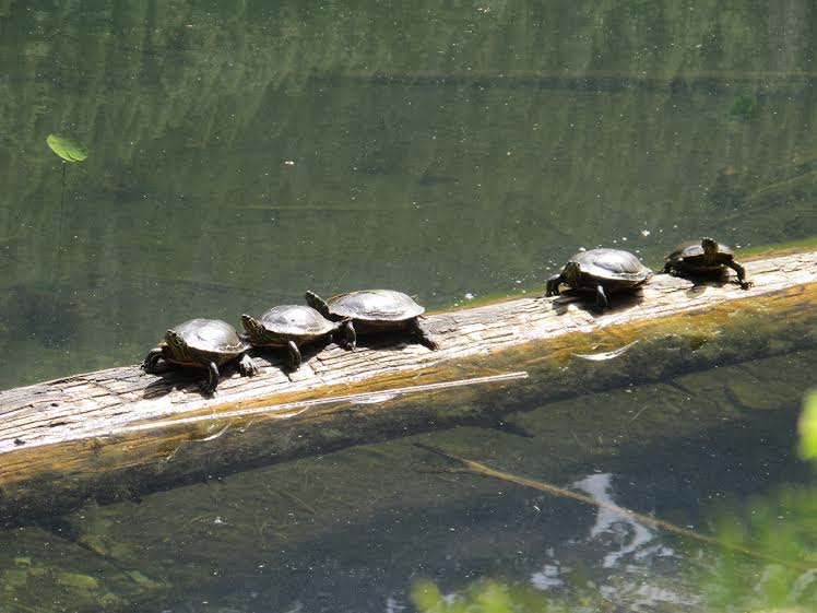 Turtles at Canuck Lake - VP